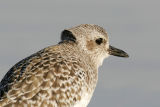 Black-bellied Plover