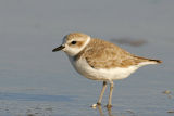 Snowy Plover