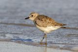 Black-bellied Plover