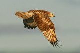 Red-tailed Hawk