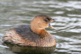 Pied-billed Grebe