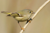 Ruby-crowned Kinglet