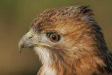 Red-tailed Hawk
