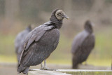 Black Vulture