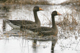 Greater White-fronted Goose