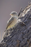 Gray Flycatcher