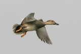 Gadwall