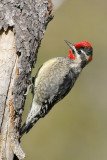 Red-naped Sapsucker