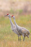 Sandhill Crane