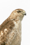 Red-tailed Hawk