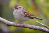 Chipping Sparrow