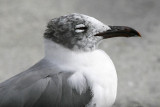 Laughing Gull