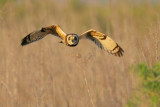 Short-eared Owl