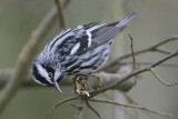 Black and White Warbler