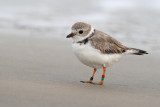 Piping Plover