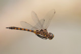 Common Baskettail