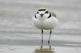 Snowy Plover