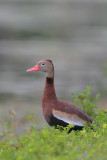 Black-bellied Whistling-Duck