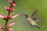 Ruby-throated Hummingbird