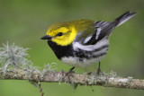 Black-throated Green Warbler