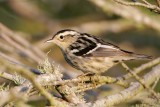 Black and White Warbler