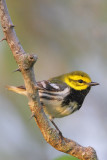 Black-throated Green Warbler