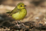 Hooded Warbler