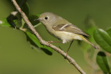 Ruby-crowned Kinglet