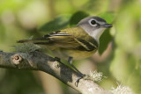 Blue-headed Vireo