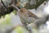 Indigo Bunting