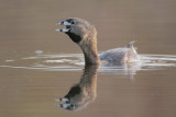 Pied-billed Grebe