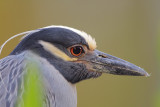 Yellow-crowned Night-Heron