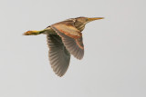 Least Bittern