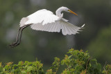 Great Egret