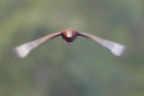 Black-bellied Whistling-Duck