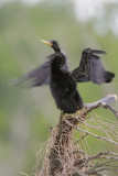 Anhinga