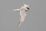 Forsters Tern