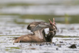 Pied-billed Grebe