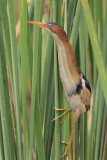 Least Bittern