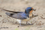 Barn Swallow