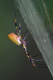 Golden-silk Spider