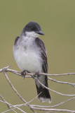 Eastern Kingbird