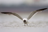 Laughing Gull