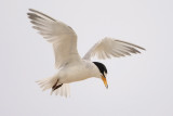 Least Tern