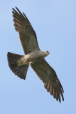 Mississippi Kite