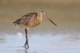 Marbled Godwit