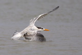 Royal Tern