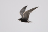 Black Tern