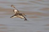 Least Sandpiper