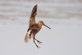 Short-billed Dowitcher